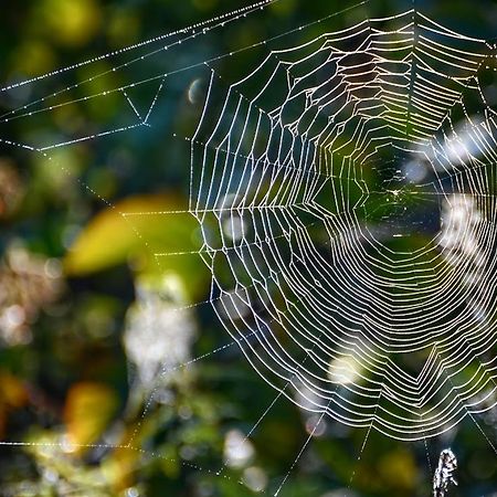 Apartamento Gawra Gustawa Ustrzyki Dolne Exterior foto